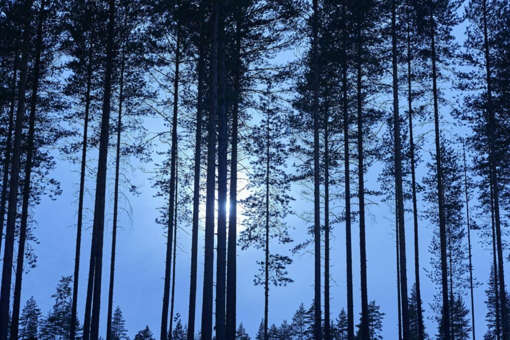 Finnish landscape with forest and moon by night. Finland environment