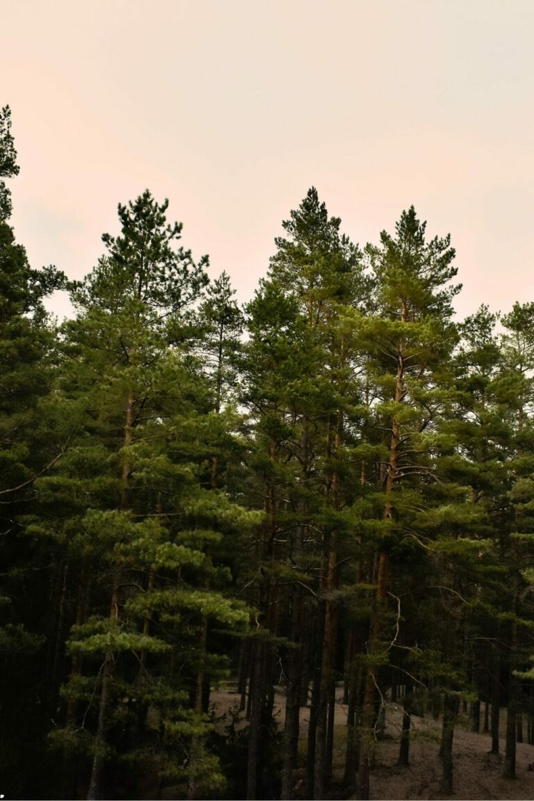 BOSQUE