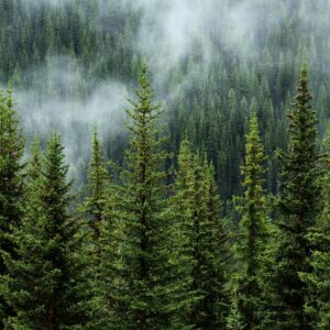foreestal 3