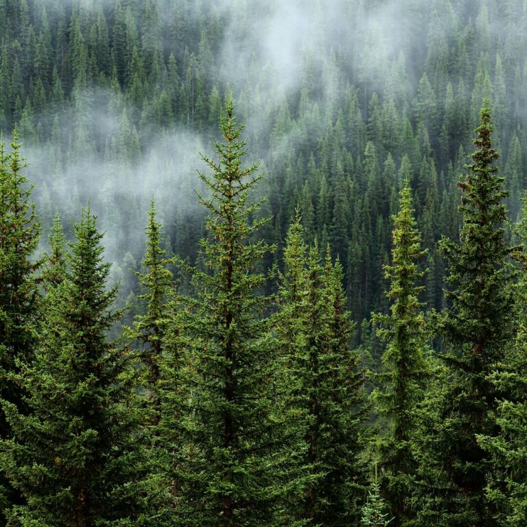 foreestal 3